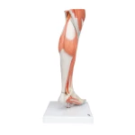 product-additional-image