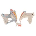 product-additional-image