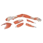 product-additional-image