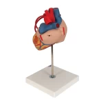 product-additional-image