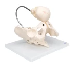 product-additional-image
