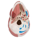 product-additional-image