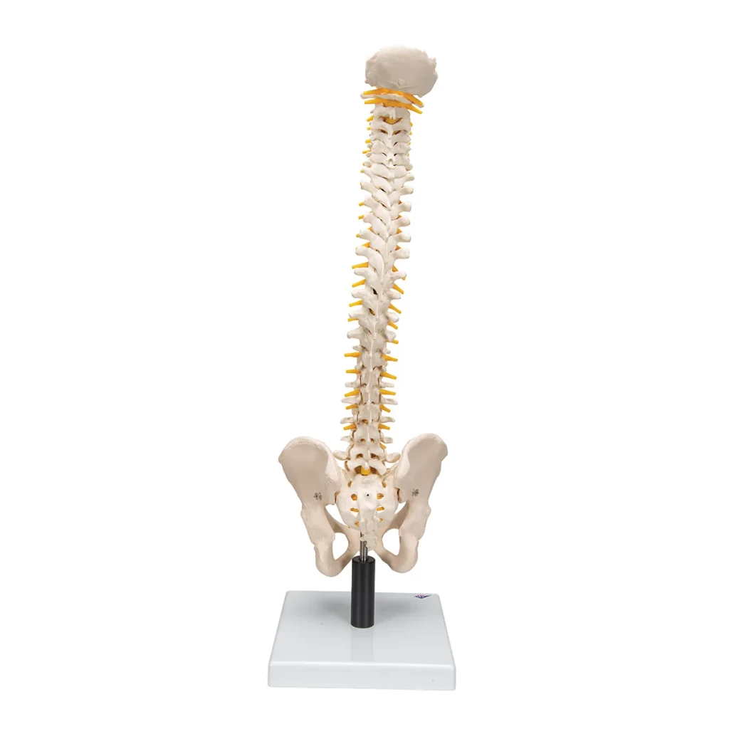 Columna Flexible - Versión Clásica Con Pelvis Femenino - 3B Smart