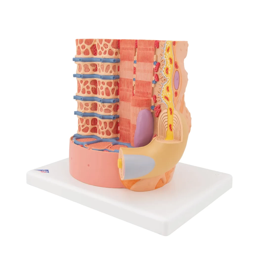 3b-microanatomy-fibra-muscular-a-10-000-aumentos-3b-smart-anatomy
